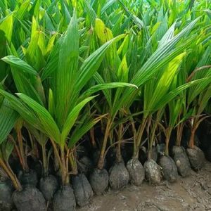 Coconut Seedlings